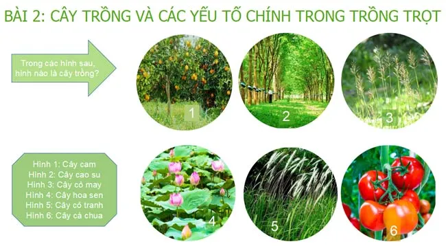 Bài giảng điện tử môn Công nghệ 10 sách Kết nối tri thức với cuộc sống (Cả năm)