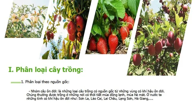 Bài giảng điện tử môn Công nghệ 10 sách Kết nối tri thức với cuộc sống (Cả năm)