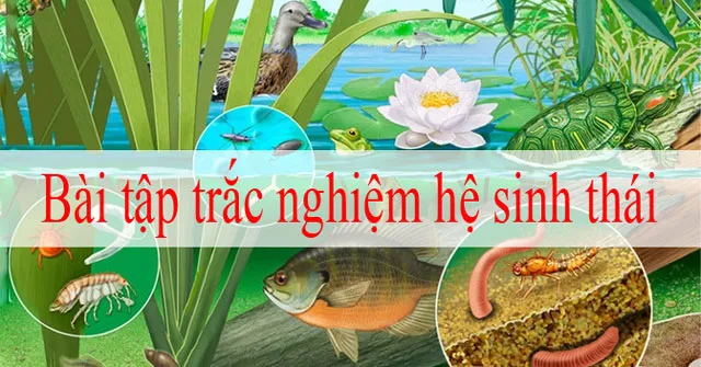 Bài tập trắc nghiệm hệ sinh thái