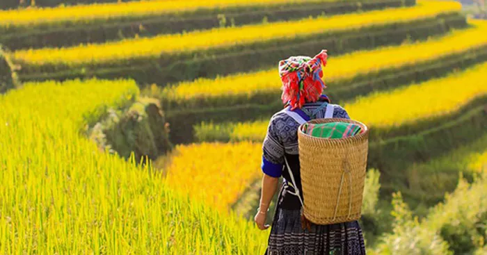 Bài thơ Khúc hát ru những em bé lớn trên lưng mẹ