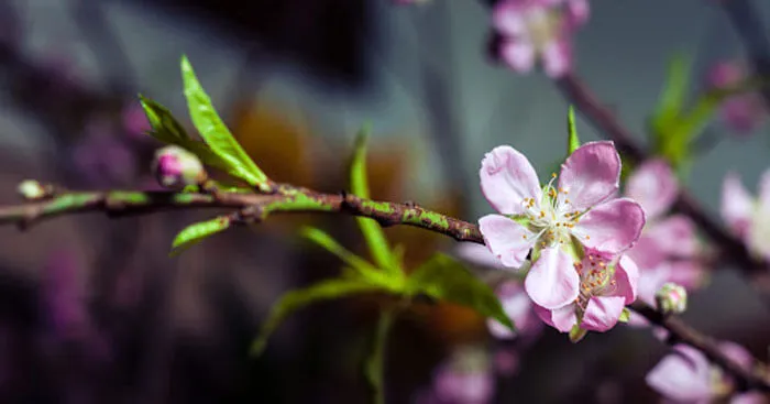 Bài thơ Mùa xuân nho nhỏ