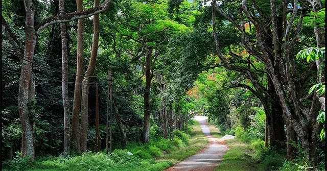 Bài văn mẫu lớp 7: Miêu tả vẻ đẹp của núi rừng quê hương em