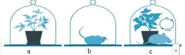 Bộ đề ôn thi giữa kì 2 môn Khoa học tự nhiên 7 sách Chân trời sáng tạo