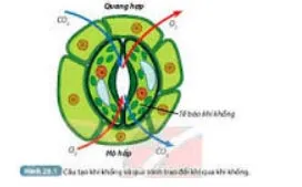 Bộ đề thi giữa học kì 2 lớp 7 năm 2023 – 2024 sách Chân trời sáng tạo