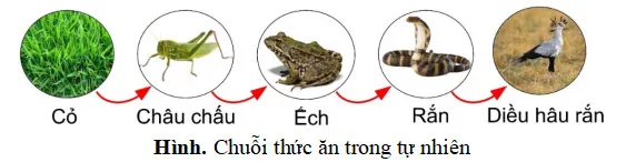 Bộ đề thi giữa học kì 2 môn Khoa học tự nhiên 6 năm 2023 – 2024 sách Chân trời sáng tạo