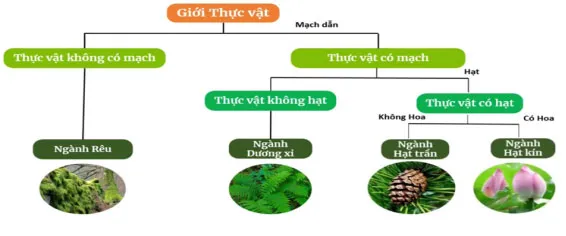 Bộ đề thi giữa học kì 2 môn Khoa học tự nhiên 6 năm 2023 – 2024 sách Kết nối tri thức với cuộc sống