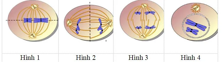 Bộ đề thi giữa học kì 2 môn Sinh học 10 năm 2023 – 2024 sách Cánh diều