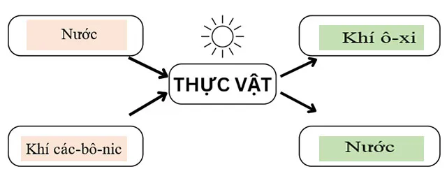 Bộ đề thi học kì 1 môn Khoa học 4 năm 2023 – 2024 sách Chân trời sáng tạo