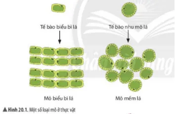 Bộ đề thi học kì 1 môn Khoa học tự nhiên 6 năm 2023 – 2024 sách Chân trời sáng tạo