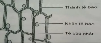 Bộ đề thi học kì 1 môn Khoa học tự nhiên 6 năm 2023 – 2024 sách Kết nối tri thức với cuộc sống