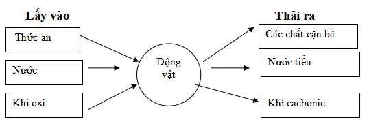 Bộ đề thi học kì 2 môn Khoa học lớp 4