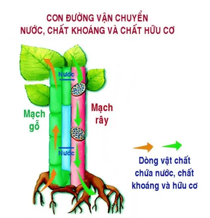 Bộ đề thi học kì 2 môn Khoa học tự nhiên 7 năm 2023 – 2024 sách Cánh diều