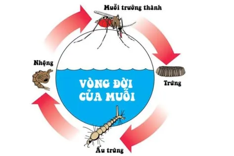 Bộ đề thi học kì 2 môn Khoa học tự nhiên 7 năm 2023 – 2024 sách Chân trời sáng tạo