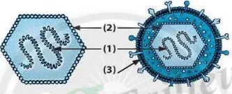 Bộ đề thi học sinh giỏi môn Khoa học tự nhiên 6 (Có đáp án)