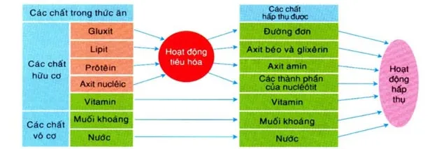 Bộ đề thi học sinh giỏi môn Sinh học 8