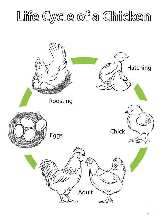 Bộ tranh tô màu: Vòng đời các loài động vật