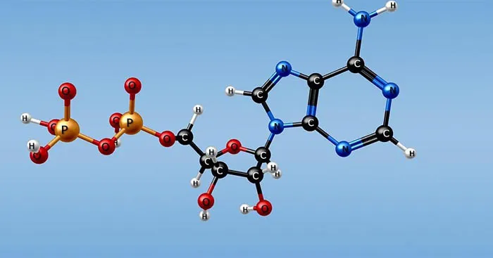 Cấu trúc và chức năng của ATP