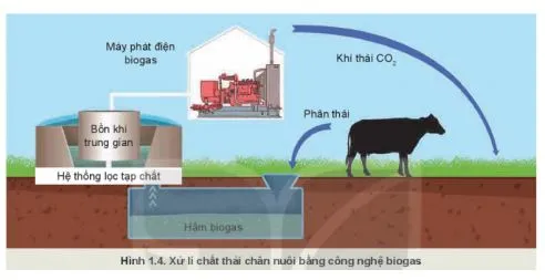 Công nghệ 11 Bài 1: Vai trò và triển vọng của chăn nuôi