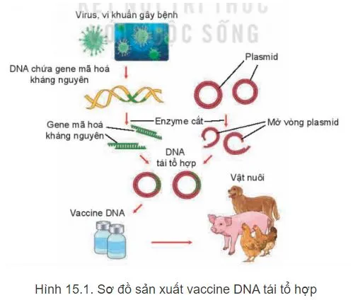 Công nghệ 11 Bài 15: Ứng dụng công nghệ sinh học trong phòng, trị bệnh vật nuôi