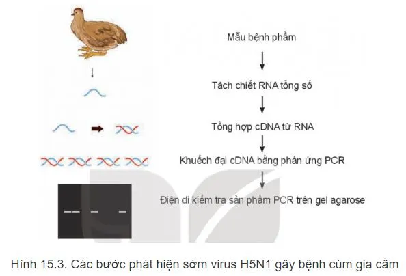 Công nghệ 11 Bài 15: Ứng dụng công nghệ sinh học trong phòng, trị bệnh vật nuôi