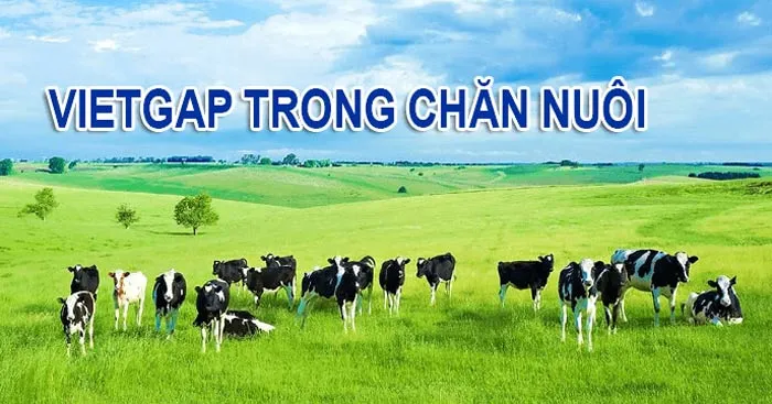 Công nghệ 11 Bài 20: Quy trình chăn nuôi theo tiêu chuẩn VietGap