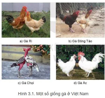 Công nghệ 11 Bài 3: Khái niệm, vai trò của giống trong chăn nuôi