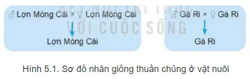 Công nghệ 11 Bài 5: Nhân giống vật nuôi