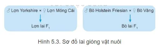 Công nghệ 11 Bài 5: Nhân giống vật nuôi