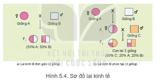 Công nghệ 11 Bài 5: Nhân giống vật nuôi