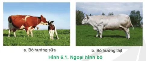 Công nghệ 11 Bài 6: Chọn giống vật nuôi