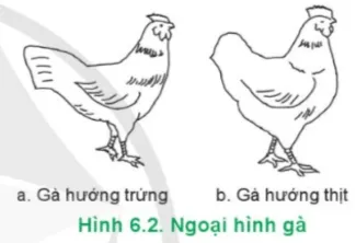 Công nghệ 11 Bài 6: Chọn giống vật nuôi