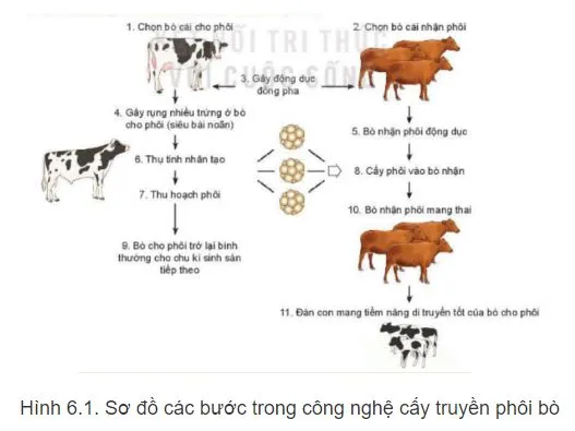 Công nghệ 11 Bài 6: Ứng dụng công nghệ sinh học trong chọn và nhân giống vật nuôi