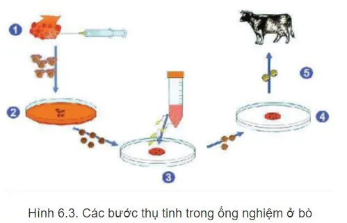 Công nghệ 11 Bài 6: Ứng dụng công nghệ sinh học trong chọn và nhân giống vật nuôi