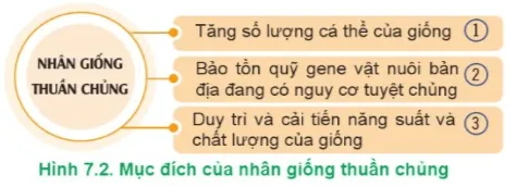 Công nghệ 11 Bài 7: Nhân giống vật nuôi