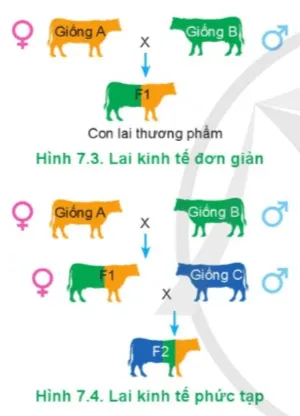 Công nghệ 11 Bài 7: Nhân giống vật nuôi