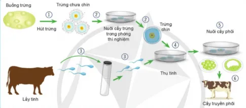 Công nghệ 11 Bài 7: Nhân giống vật nuôi