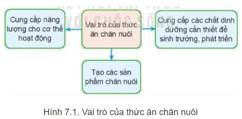 Công nghệ 11 Bài 7: Thức ăn và nhu cầu dinh dưỡng của vật nuôi