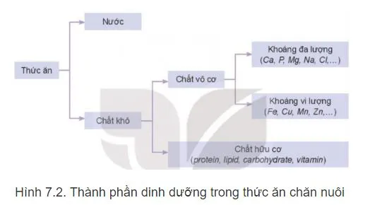 Công nghệ 11 Bài 7: Thức ăn và nhu cầu dinh dưỡng của vật nuôi