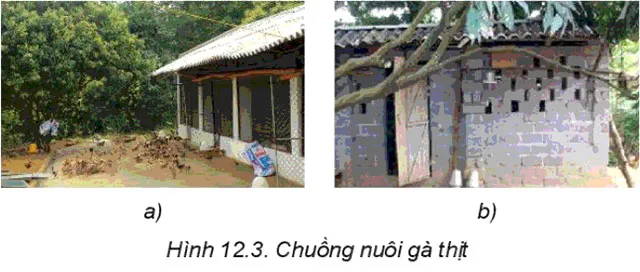 Công nghệ 7 Bài 12: Chăn nuôi gà thịt trong nông hộ