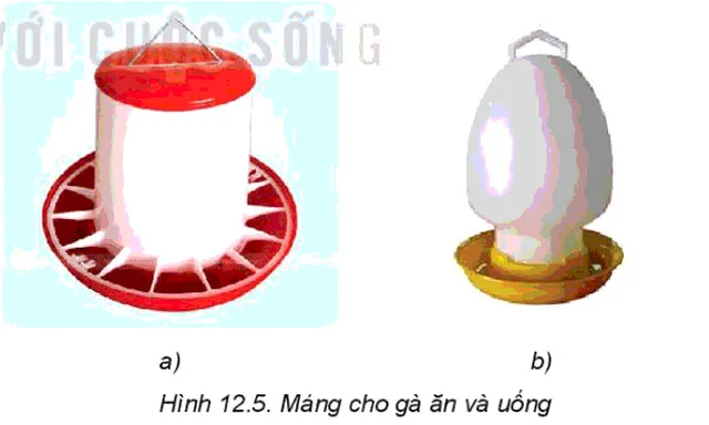 Công nghệ 7 Bài 12: Chăn nuôi gà thịt trong nông hộ