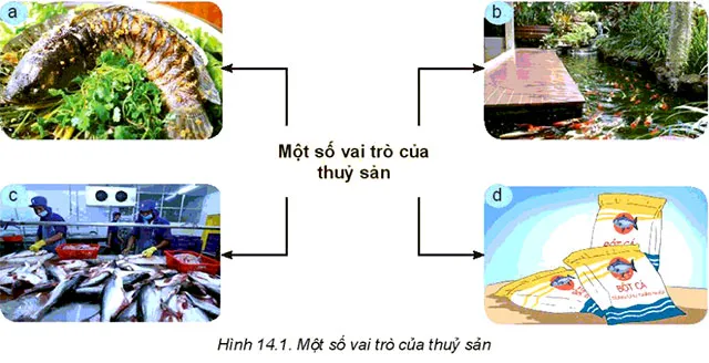 Công nghệ 7 Bài 14: Giới thiệu về thủy sản