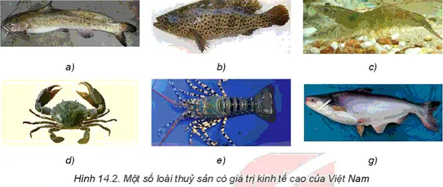 Công nghệ 7 Bài 14: Giới thiệu về thủy sản