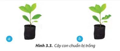 Công nghệ 7 Bài 3: Quy trình trồng trọt