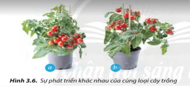 Công nghệ 7 Bài 3: Quy trình trồng trọt