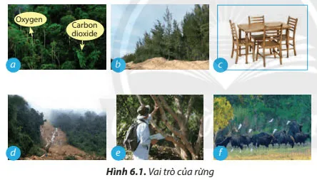 Công nghệ 7 Bài 6: Rừng ở Việt Nam