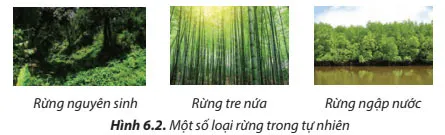 Công nghệ 7 Bài 6: Rừng ở Việt Nam