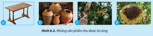 Công nghệ 7 Bài 6: Rừng ở Việt Nam