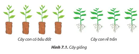 Công nghệ 7 Bài 7: Trồng, chăm sóc và bảo vệ rừng