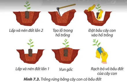 Công nghệ 7 Bài 7: Trồng, chăm sóc và bảo vệ rừng