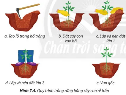 Công nghệ 7 Bài 7: Trồng, chăm sóc và bảo vệ rừng